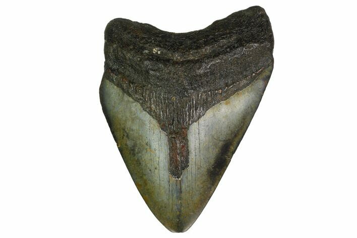 Bargain, Fossil Megalodon Tooth - North Carolina #153128